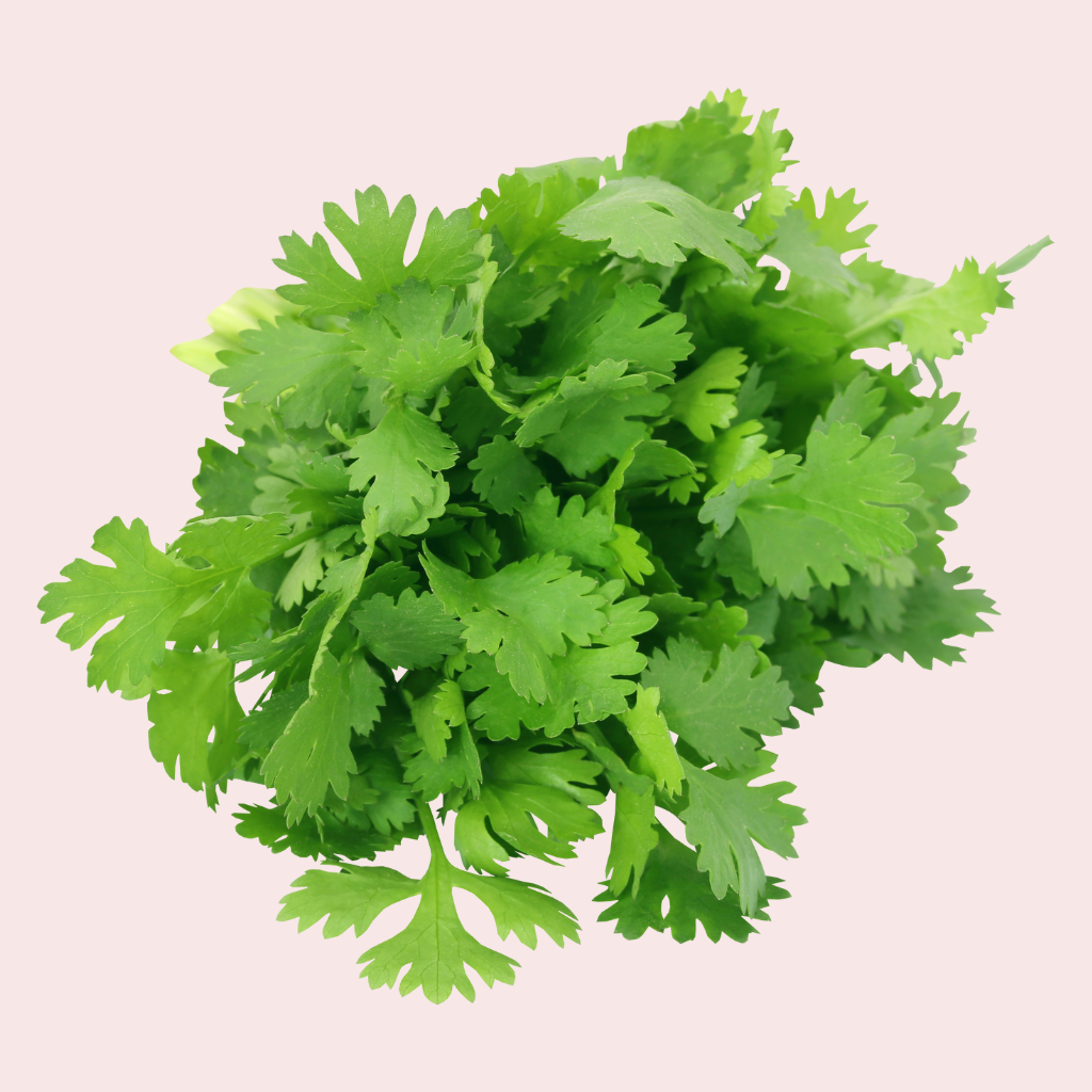Fresh Coriander