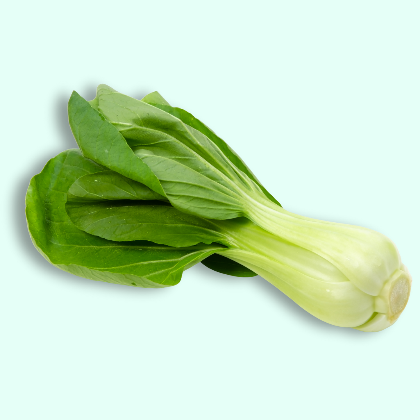 Bok Choy - Hydroponically Grown
