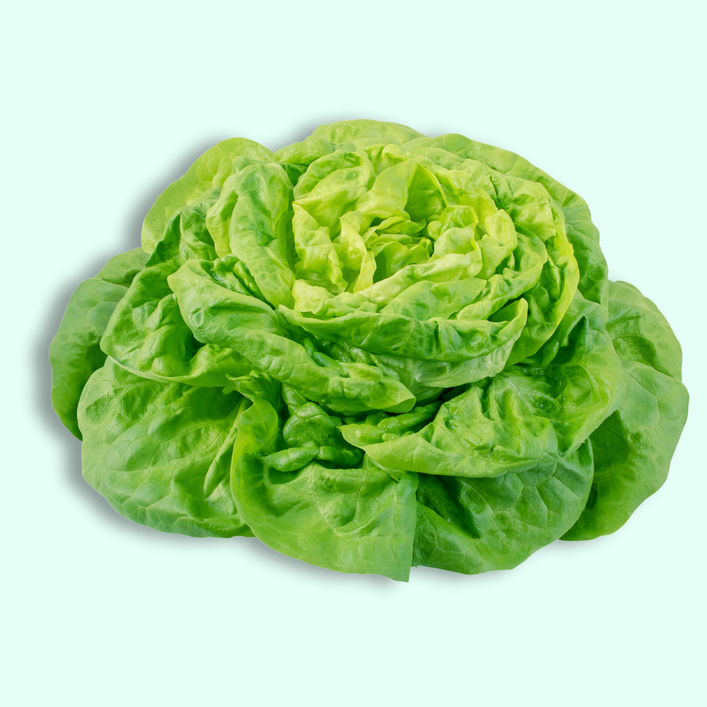 Butterhead Lettuce - Hydroponically Grown