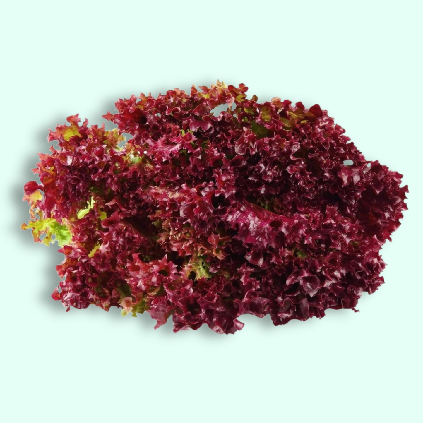 Red Coral Lettuce - Hydroponically Grown