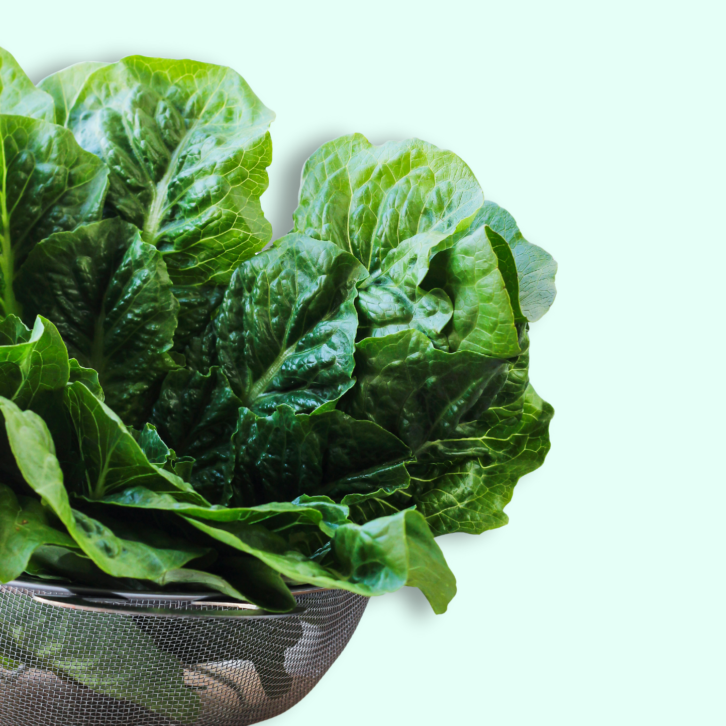 Romaine Lettuce - Hydroponically Grown