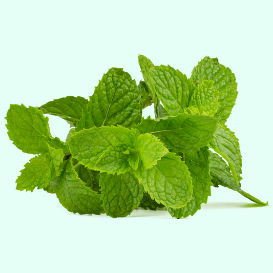 Fresh Mint Leaf