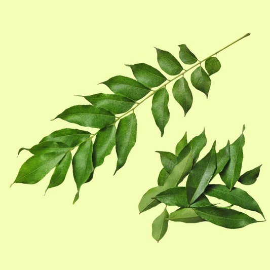 Fresh Curry Leaf