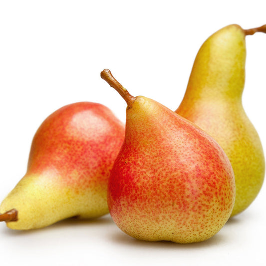 Pear Forelle (South Africa) 2PC