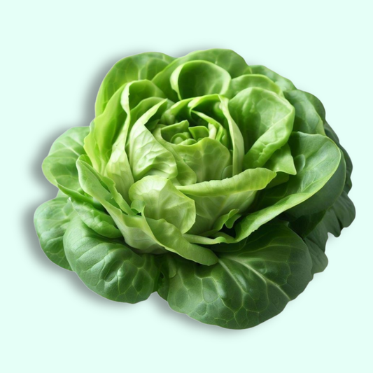 Butterhead Lettuce - Hydroponically Grown