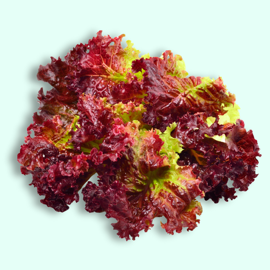 Red Coral Lettuce - Hydroponically Grown