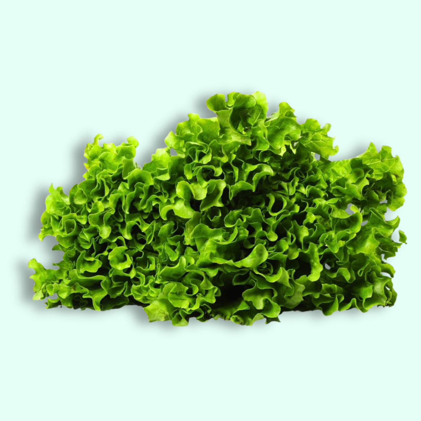 Green Coral Lettuce - Hydroponically Grown