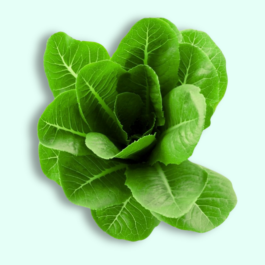 Romaine Lettuce - Hydroponically Grown