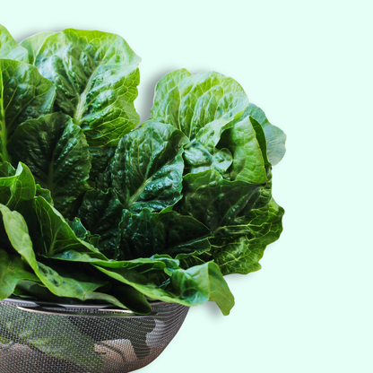 Romaine Lettuce - Hydroponically Grown