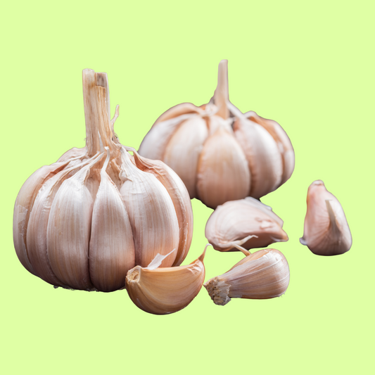 Garlic