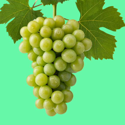 Muscat Grapes (China)