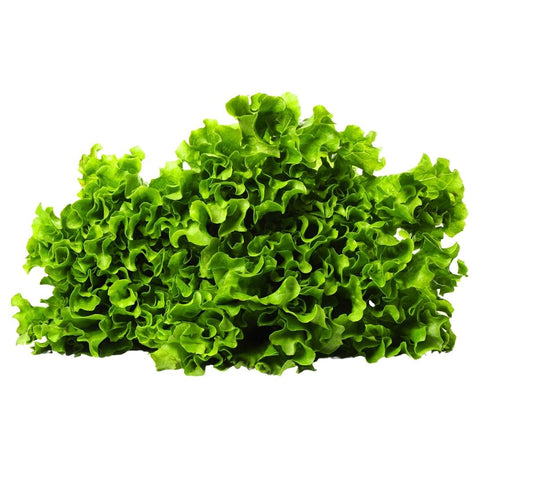 Green Coral Lettuce - Hydroponically Grown