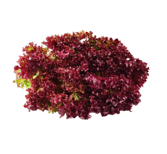 Red Coral Lettuce - Hydroponically Grown